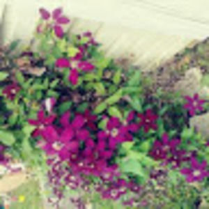 Meet your Posher, Edisa